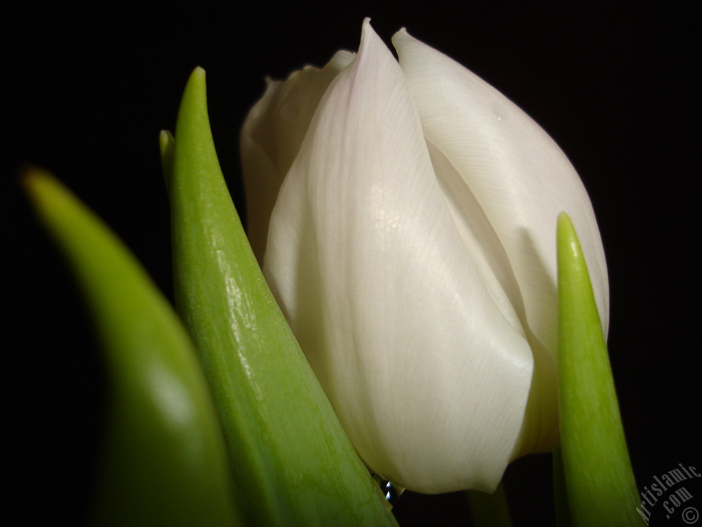 White color Turkish-Ottoman Tulip photo.
