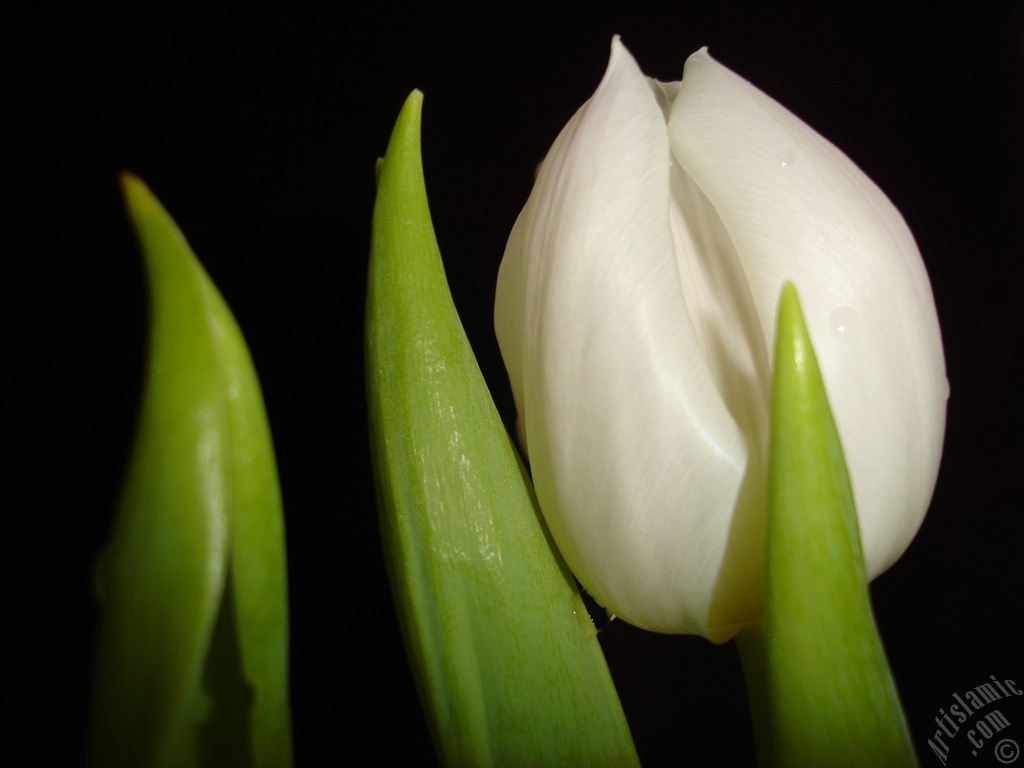 White color Turkish-Ottoman Tulip photo.
