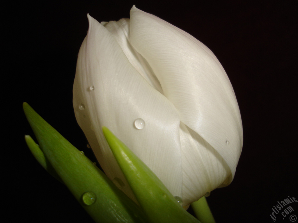 White color Turkish-Ottoman Tulip photo.
