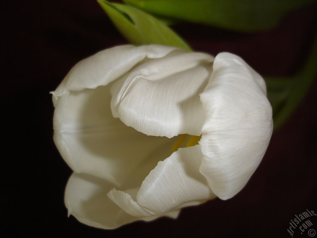 White color Turkish-Ottoman Tulip photo.
