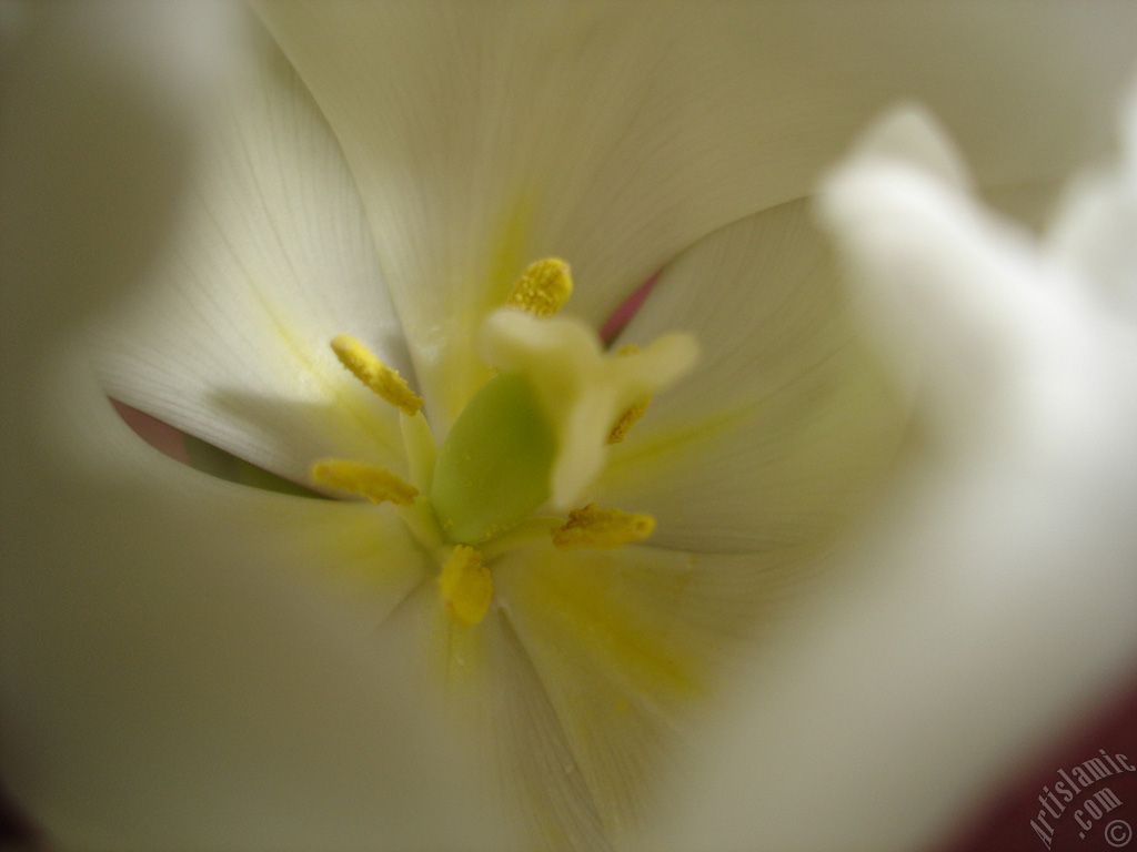 White color Turkish-Ottoman Tulip photo.
