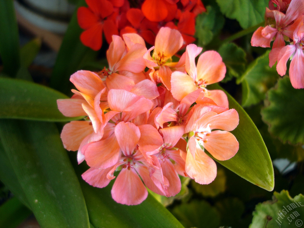 Red Colored Pelargonia -Geranium- flower.
