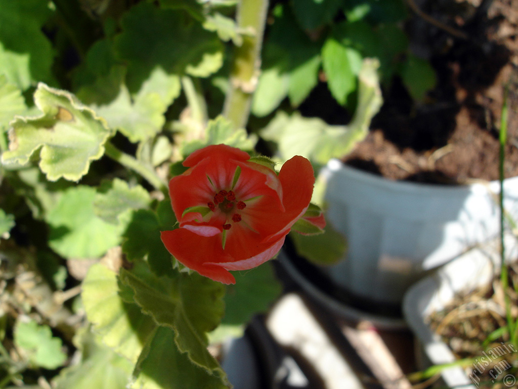 Red Colored Pelargonia -Geranium- flower.
