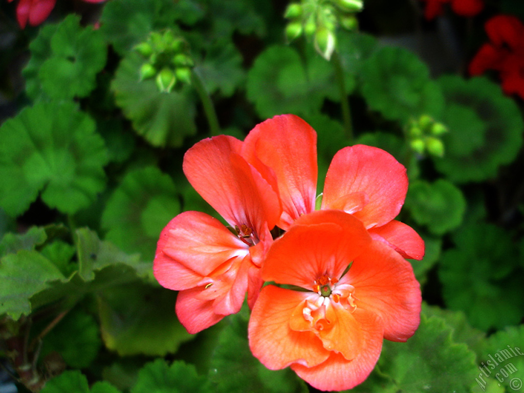 Red Colored Pelargonia -Geranium- flower.
