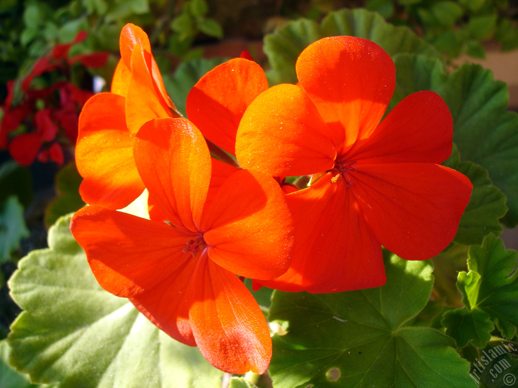 Red Colored Pelargonia -Geranium- flower.
