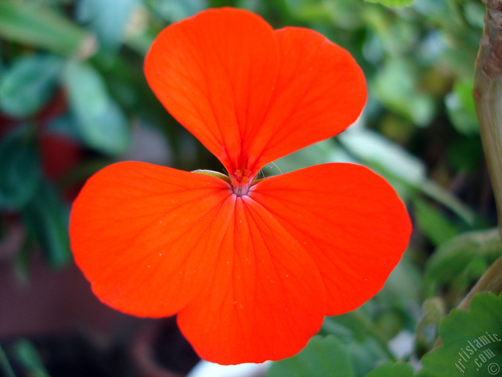 Red Colored Pelargonia -Geranium- flower.
