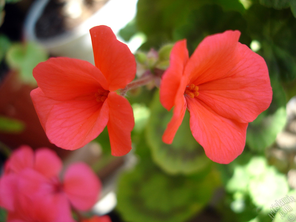 Red Colored Pelargonia -Geranium- flower.
