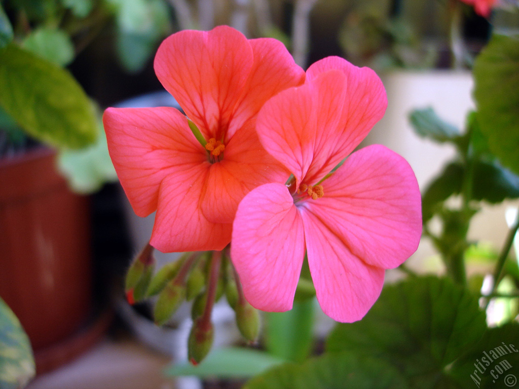 Red Colored Pelargonia -Geranium- flower.
