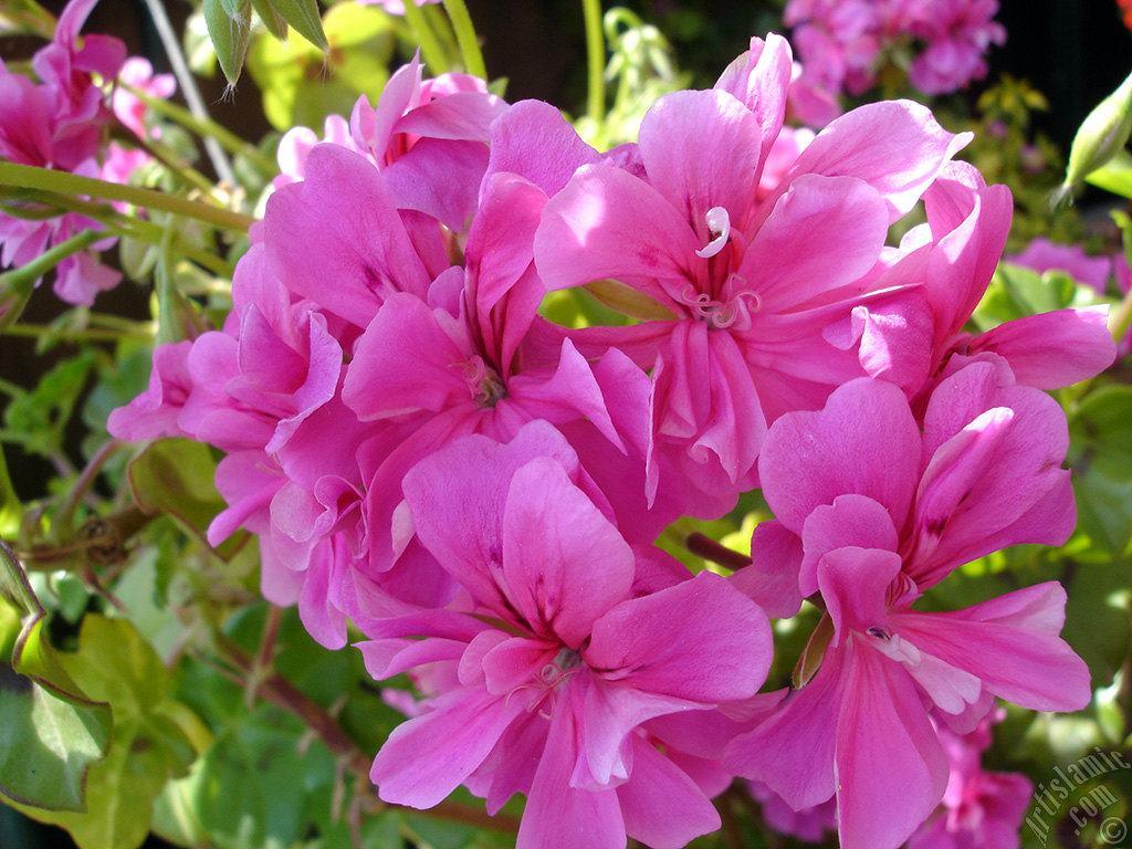 Pink Colored Pelargonia -Geranium- flower.
