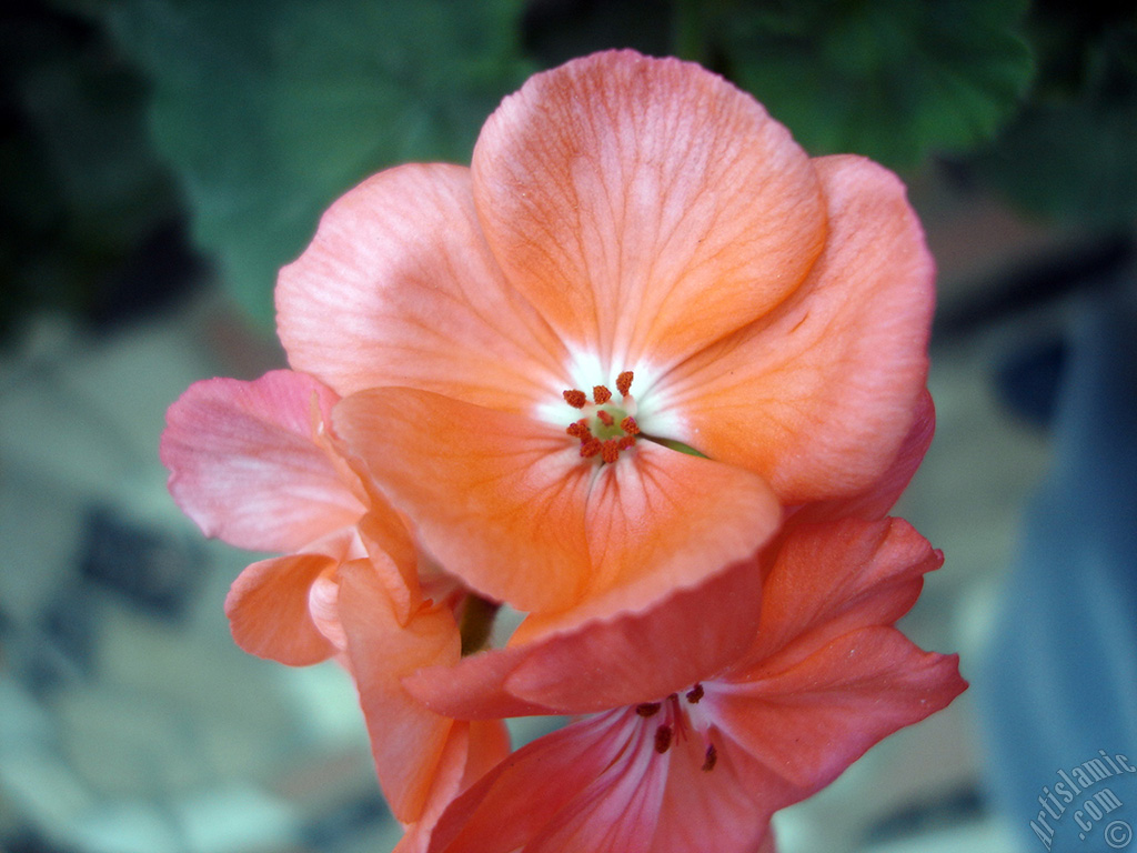 Pink Colored Pelargonia -Geranium- flower.
