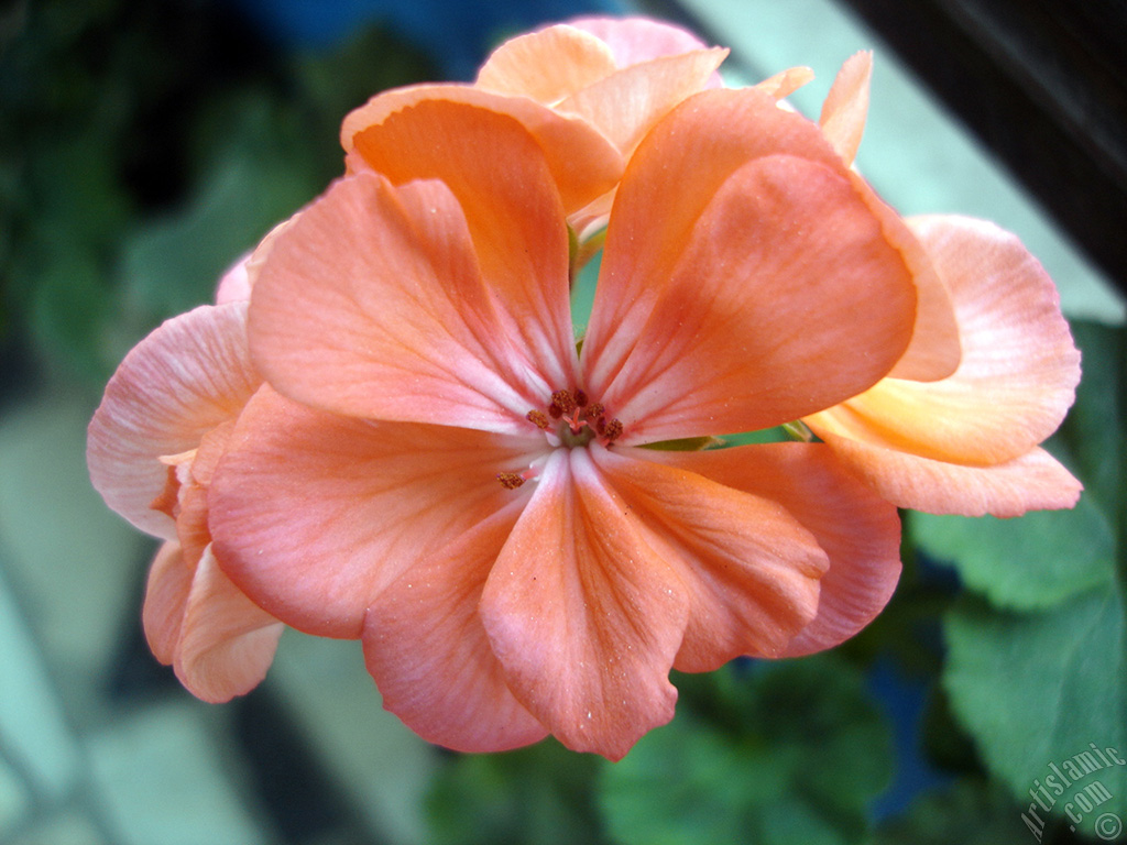 Pink Colored Pelargonia -Geranium- flower.
