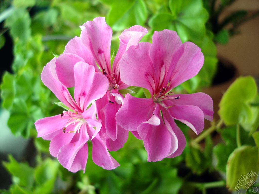 Pink Colored Pelargonia -Geranium- flower.
