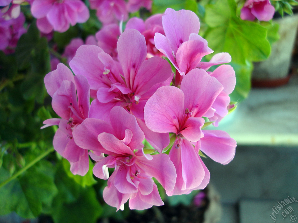 Pink Colored Pelargonia -Geranium- flower.
