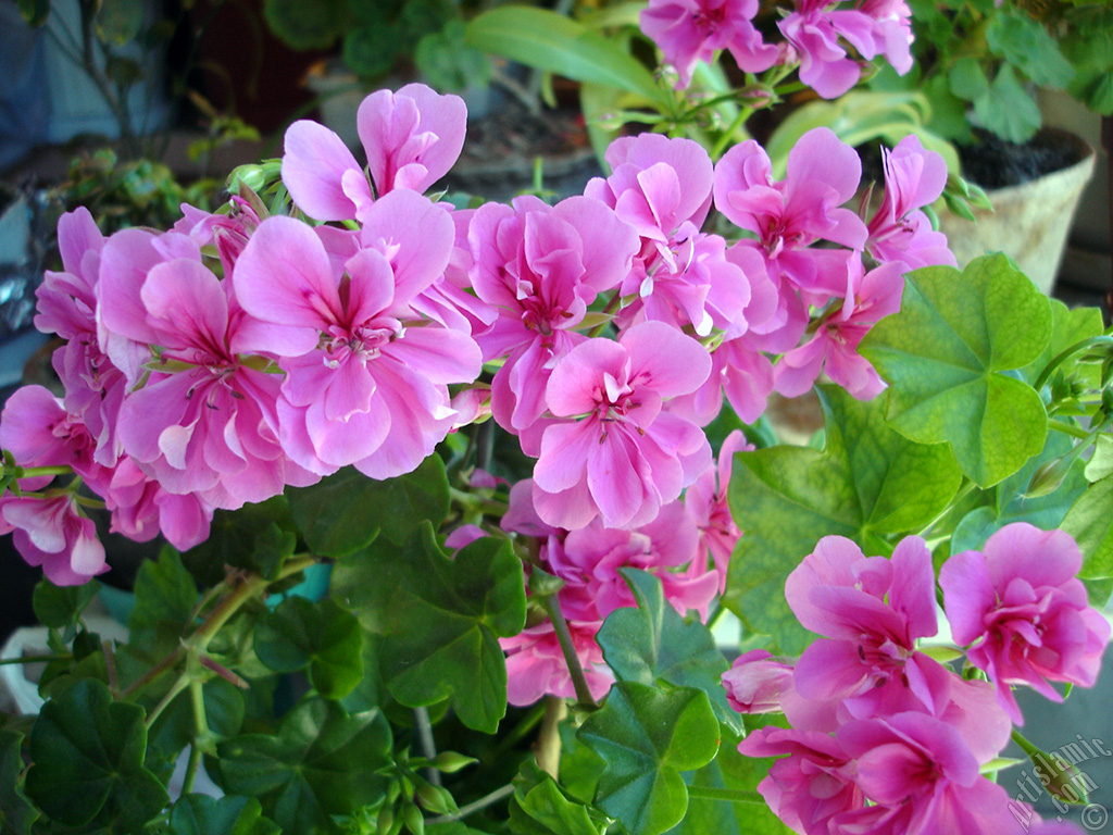 Pink Colored Pelargonia -Geranium- flower.
