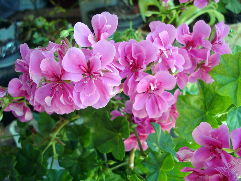 Pink Colored Pelargonia -Geranium- flower.
