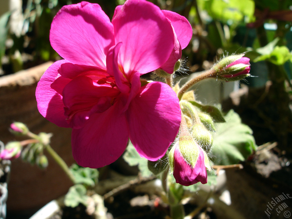 Pink Colored Pelargonia -Geranium- flower.
