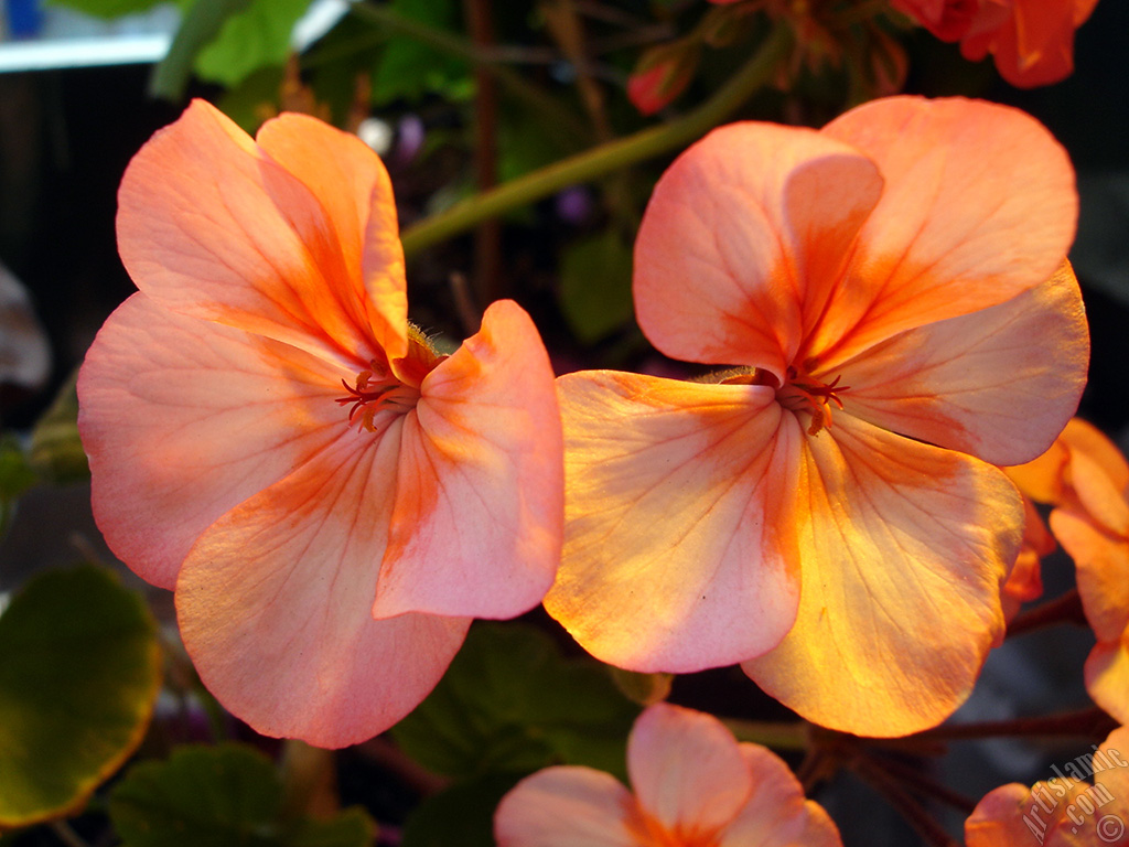 Pink and red color Pelargonia -Geranium- flower.
