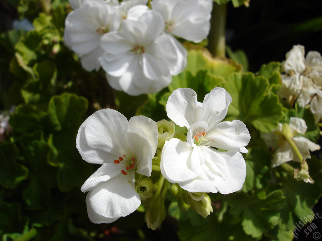 White color Pelargonia -Geranium- flower.
