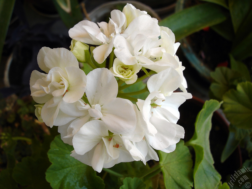 White color Pelargonia -Geranium- flower.
