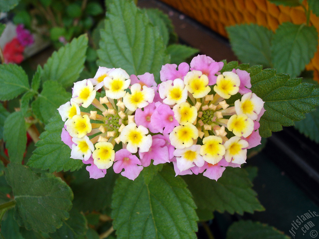 Lantana camara -bush lantana- flower.
