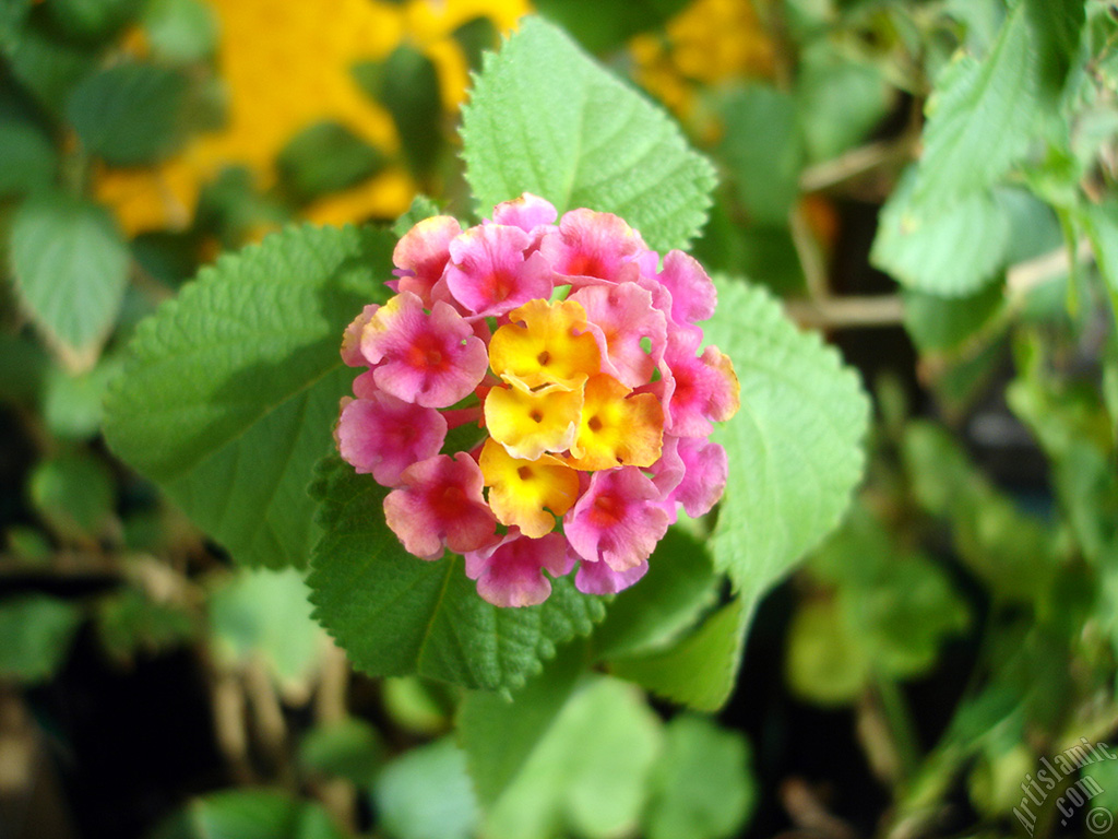 Lantana camara -bush lantana- flower.
