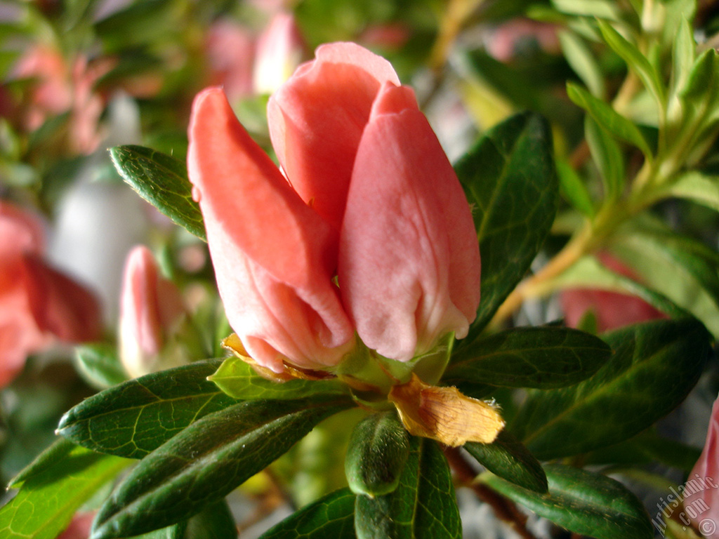 Pink color Azalea -Rhododendron- flower.
