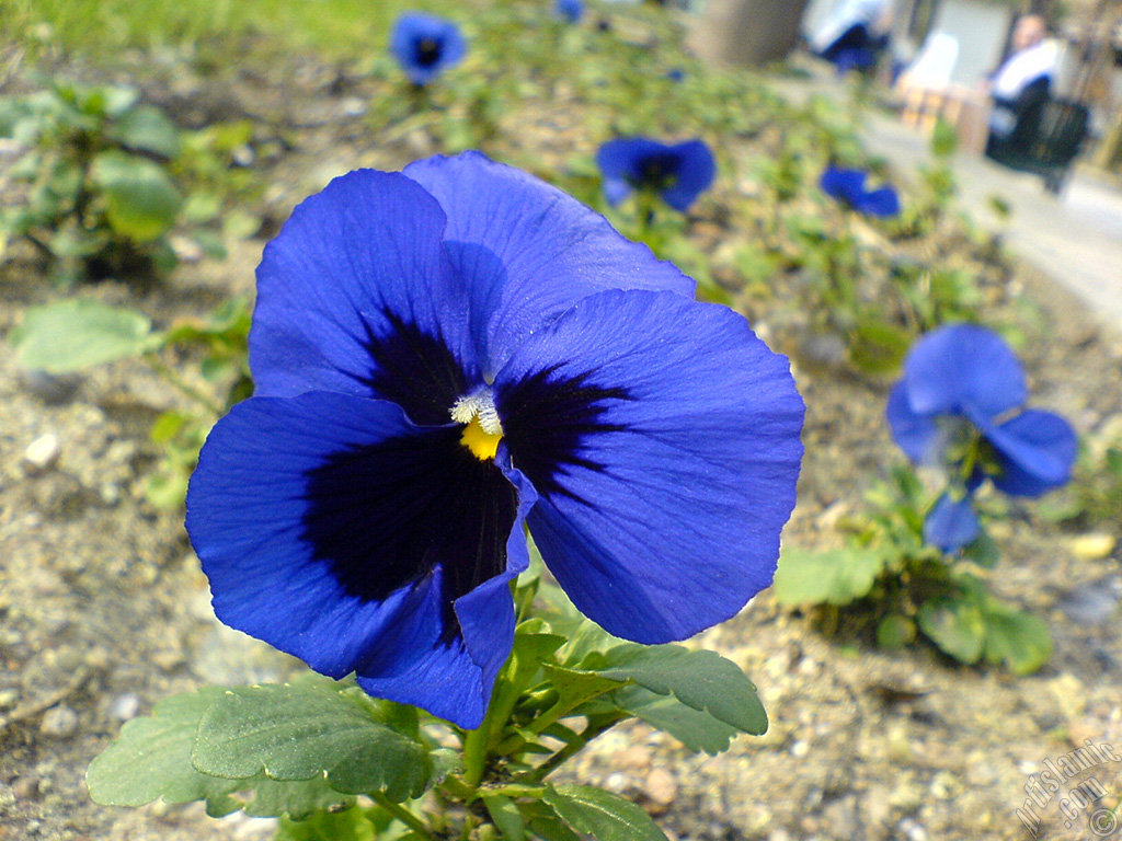 Dark blue color Viola Tricolor -Heartsease, Pansy, Multicoloured Violet, Johnny Jump Up- flower.
