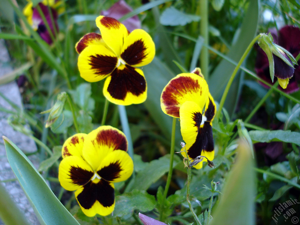 Yellow color Viola Tricolor -Heartsease, Pansy, Multicoloured Violet, Johnny Jump Up- flower.
