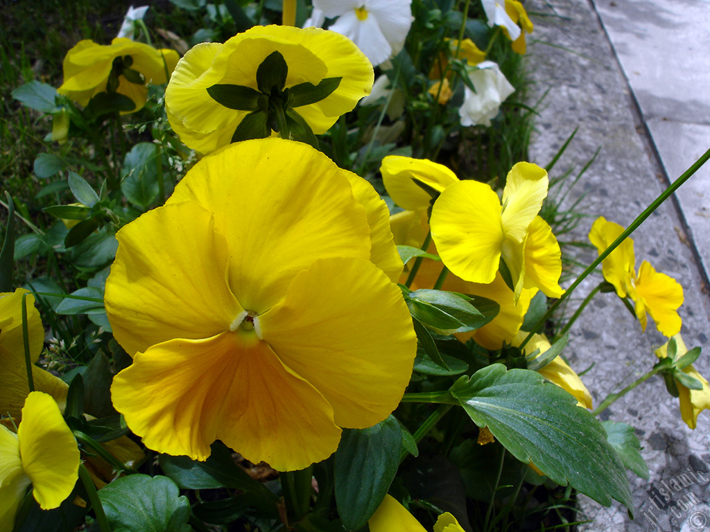 Yellow color Viola Tricolor -Heartsease, Pansy, Multicoloured Violet, Johnny Jump Up- flower.
