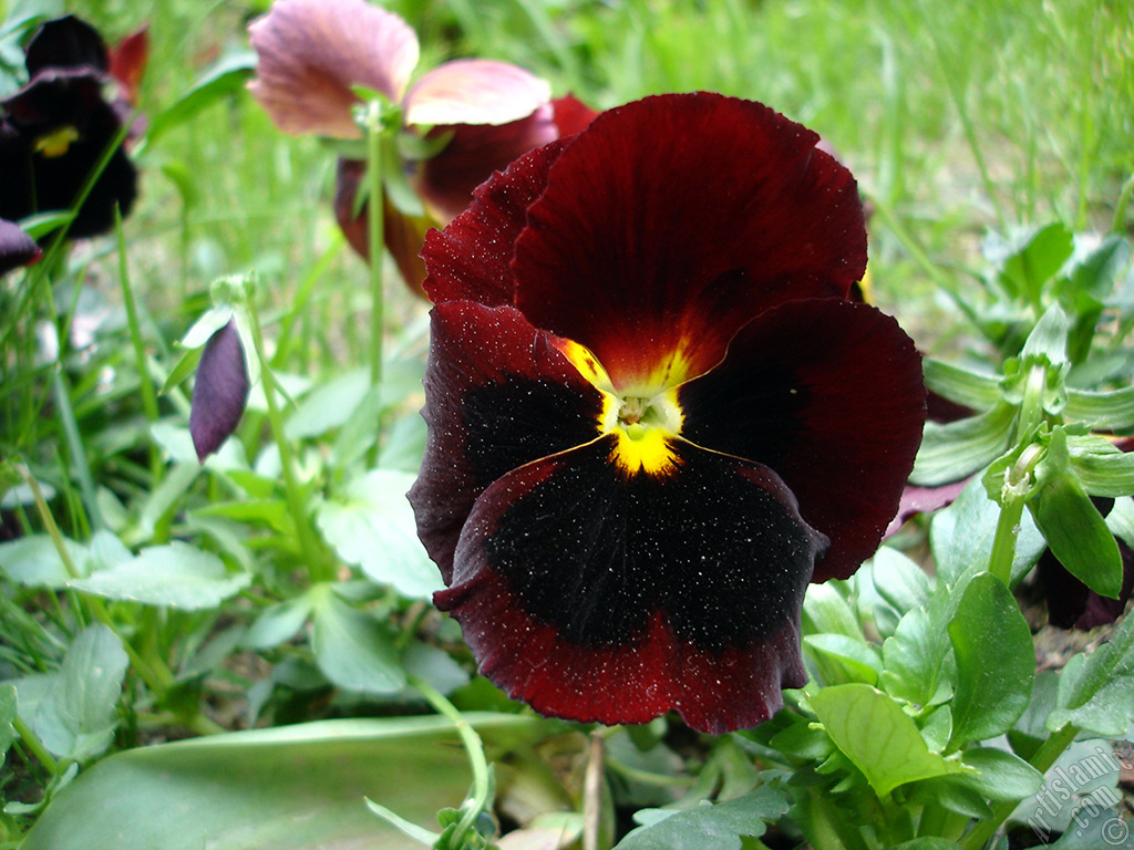 Brown color Viola Tricolor -Heartsease, Pansy, Multicoloured Violet, Johnny Jump Up- flower.
