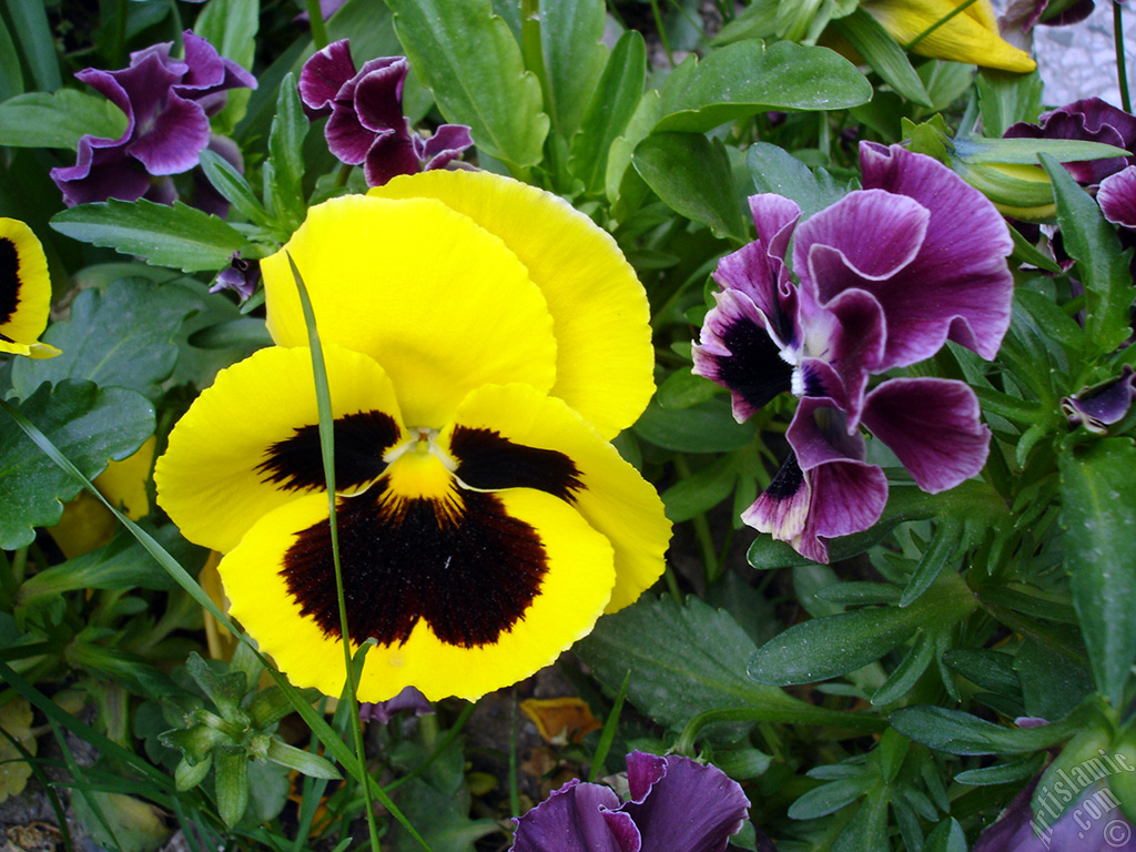 Yellow color Viola Tricolor -Heartsease, Pansy, Multicoloured Violet, Johnny Jump Up- flower.
