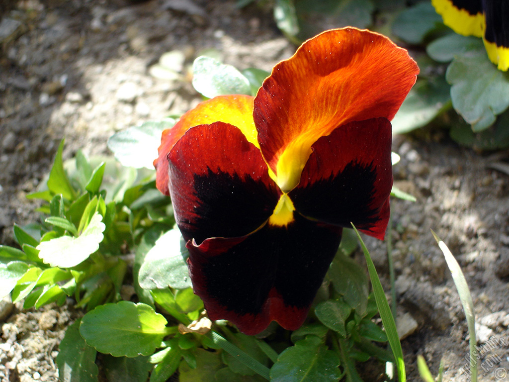 Brown color Viola Tricolor -Heartsease, Pansy, Multicoloured Violet, Johnny Jump Up- flower.
