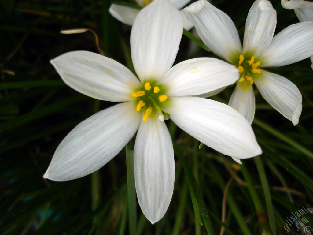 White color flower similar to lily.
