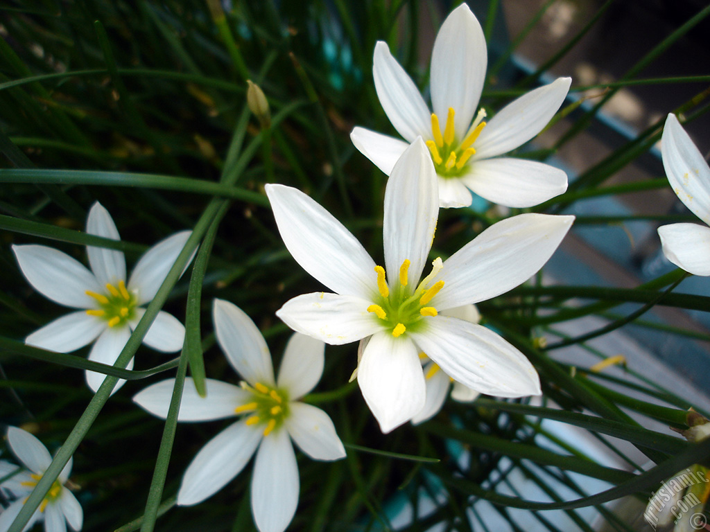 White color flower similar to lily.
