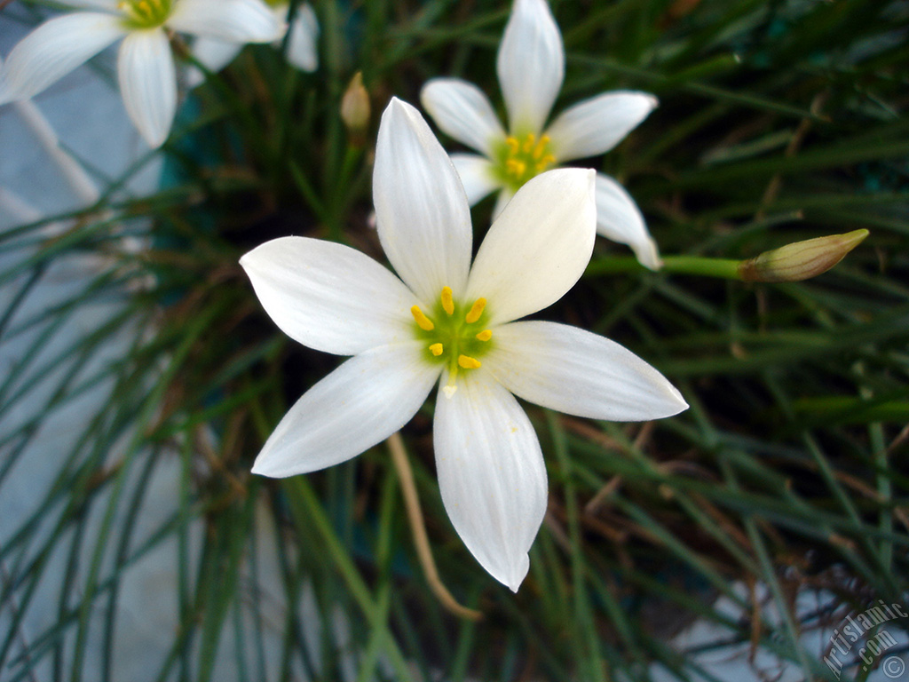 White color flower similar to lily.
