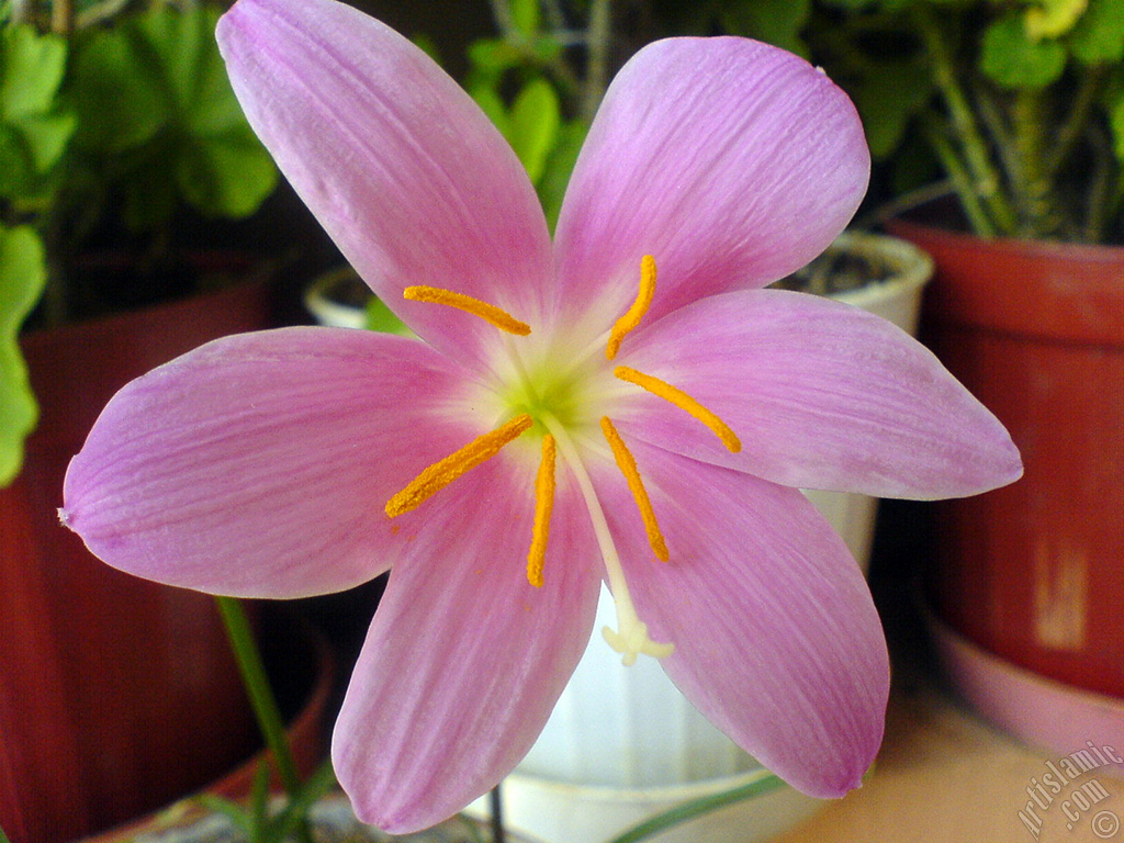 Pink color flower similar to lily.
