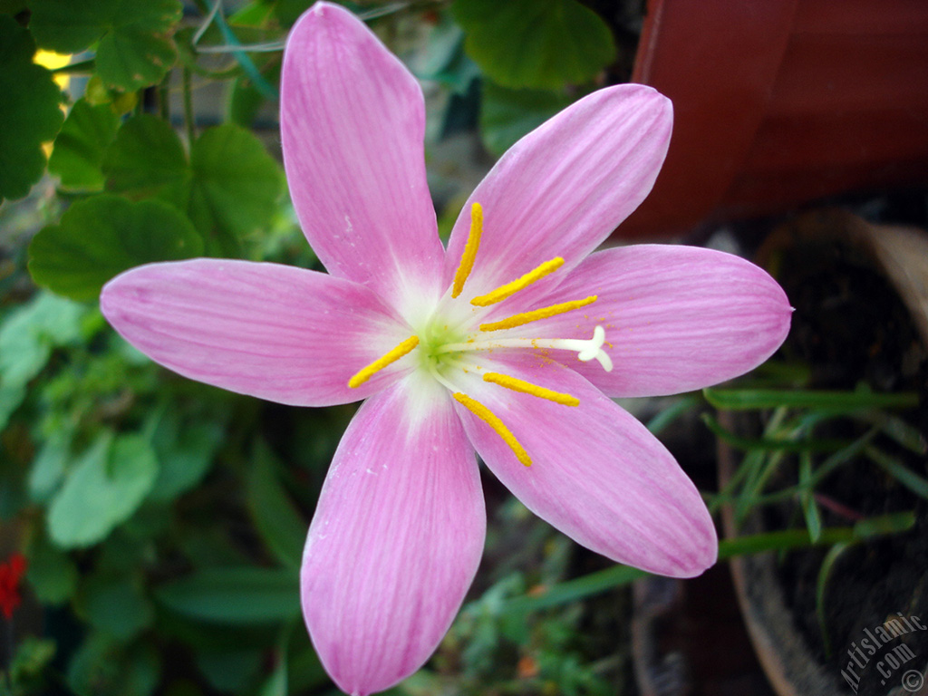 Pink color flower similar to lily.
