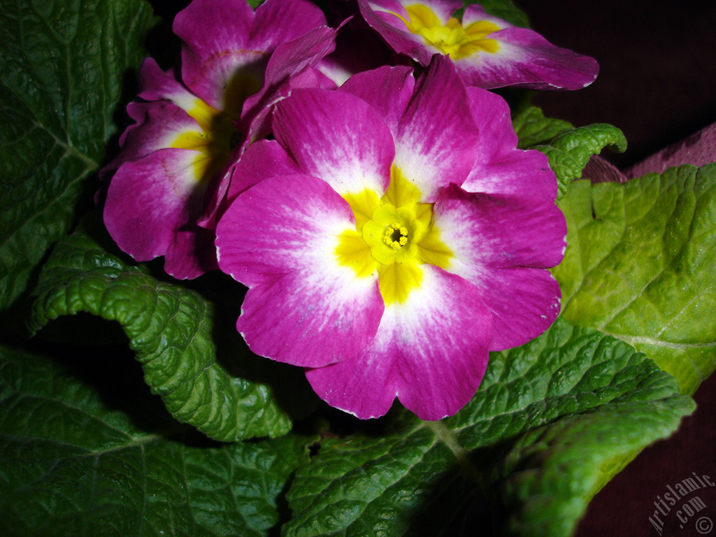 Primrose flower.
