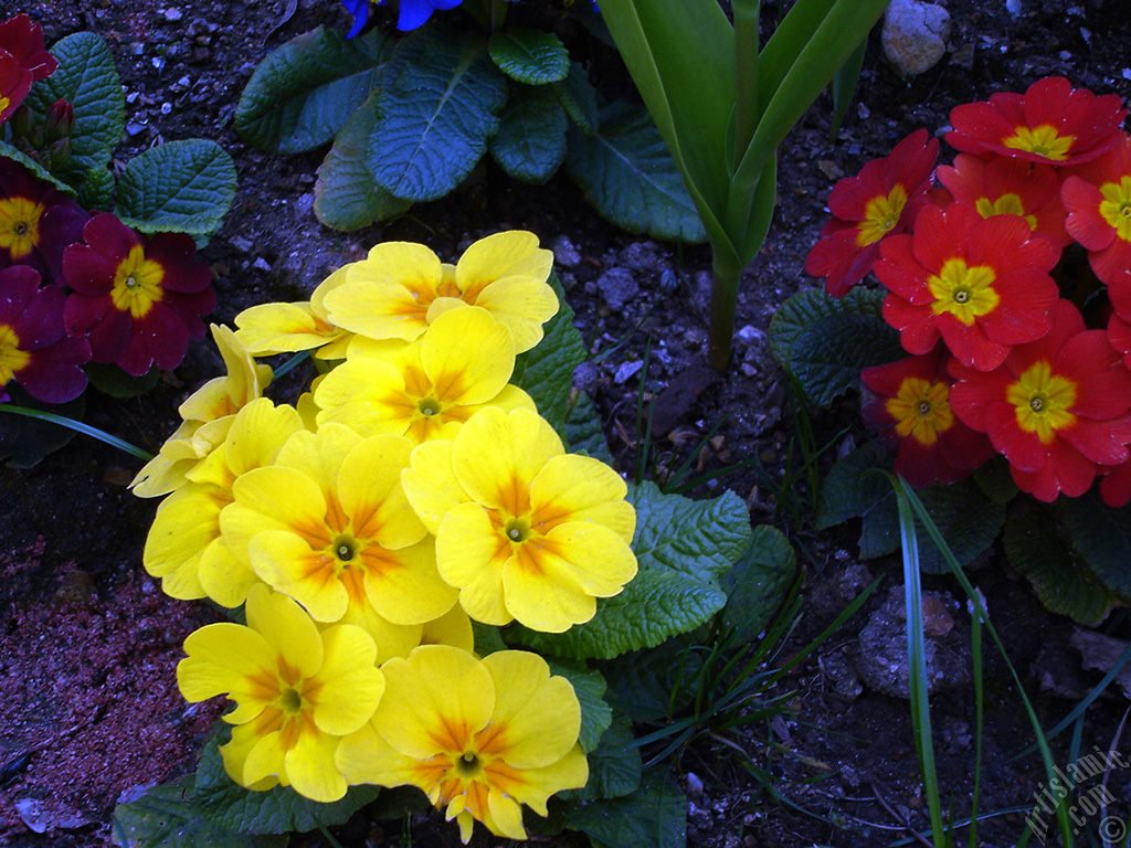 A primrose flower photo.
