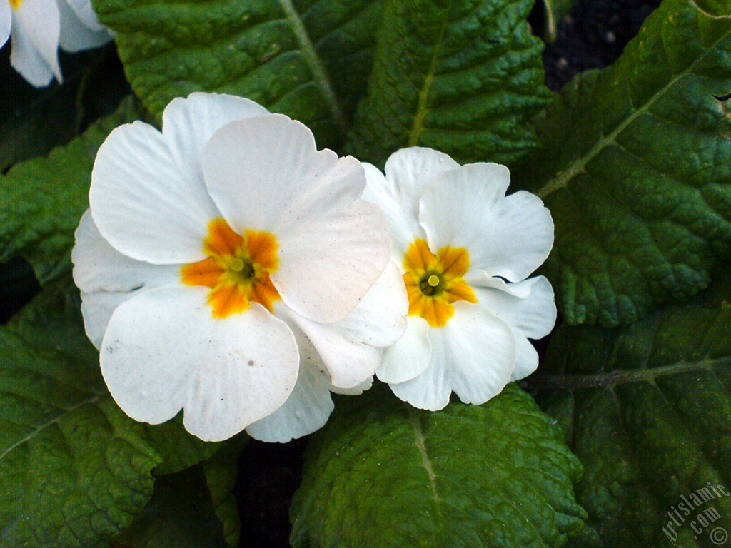 A primrose flower photo.
