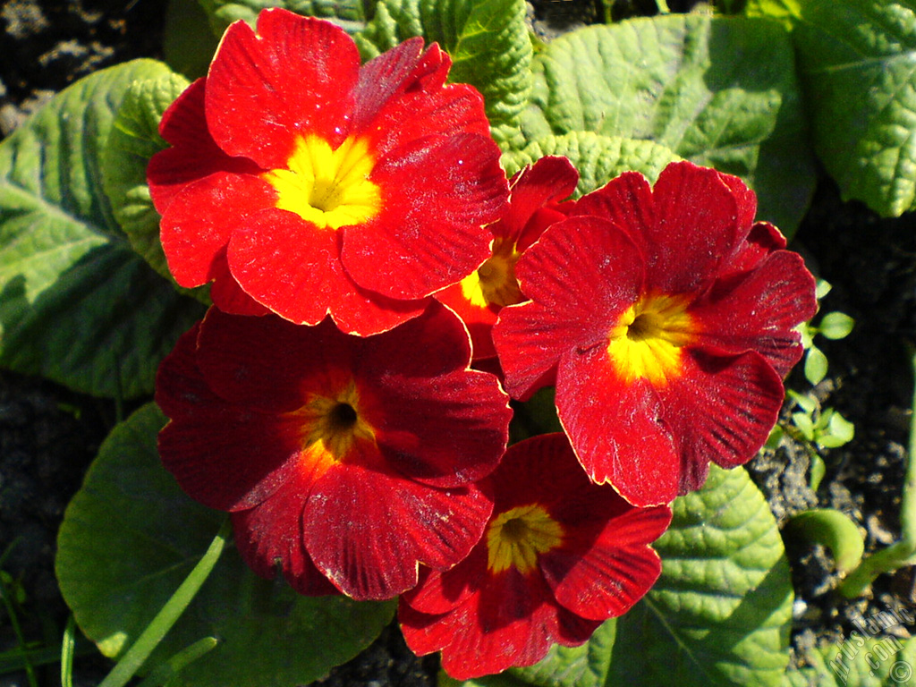 A primrose flower photo.
