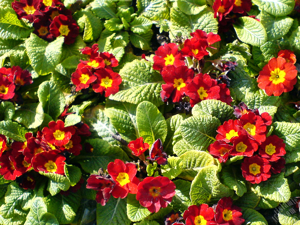 A primrose flower photo.
