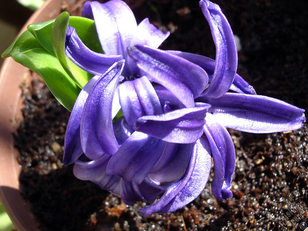 Purple color Hyacinth flower.
