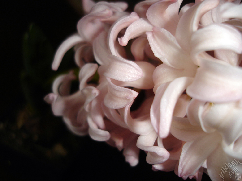 Pink color Hyacinth flower.
