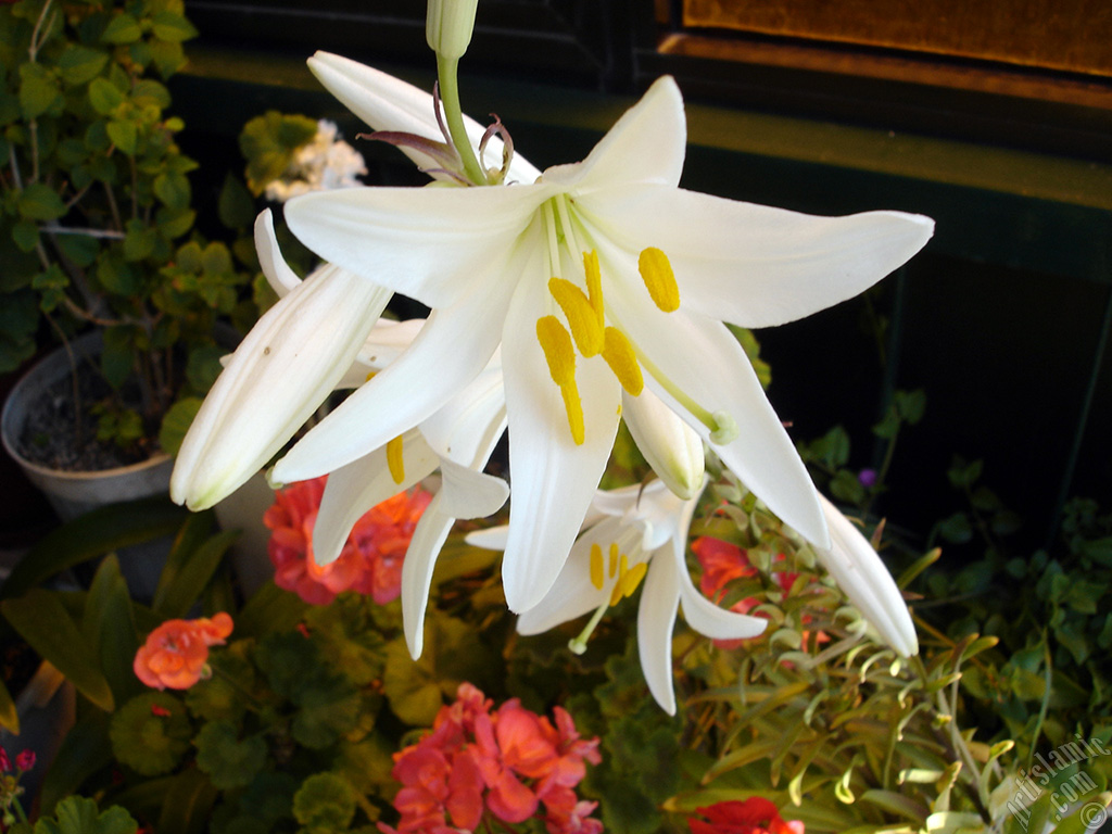 White color amaryllis flower.
