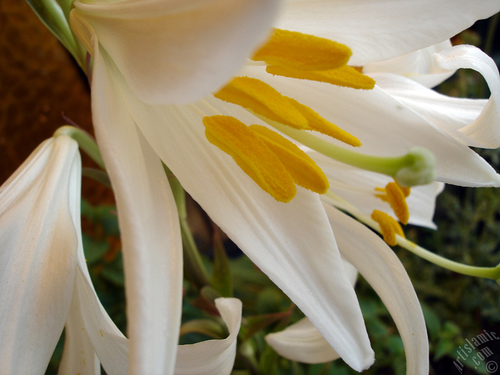 White color amaryllis flower.
