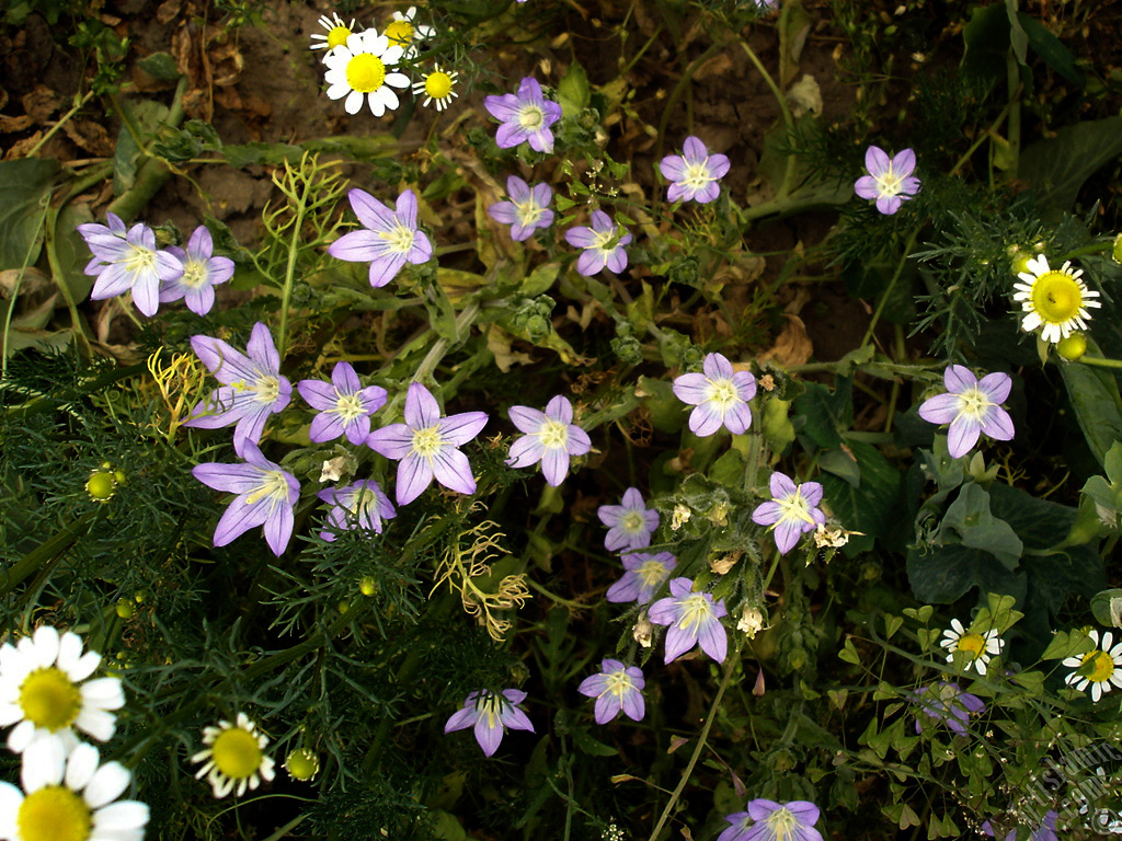 Balloon Flower -Chinese Bellflower-.
