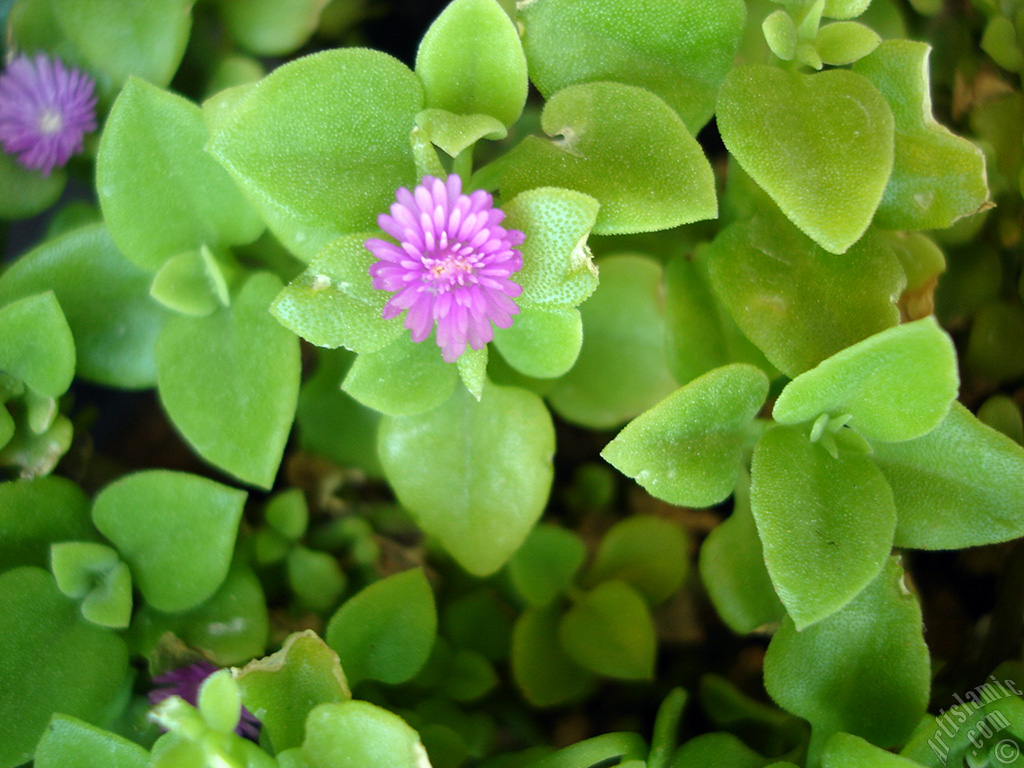 Heartleaf Iceplant -Baby Sun Rose, Rock rose- with pink flowers.
