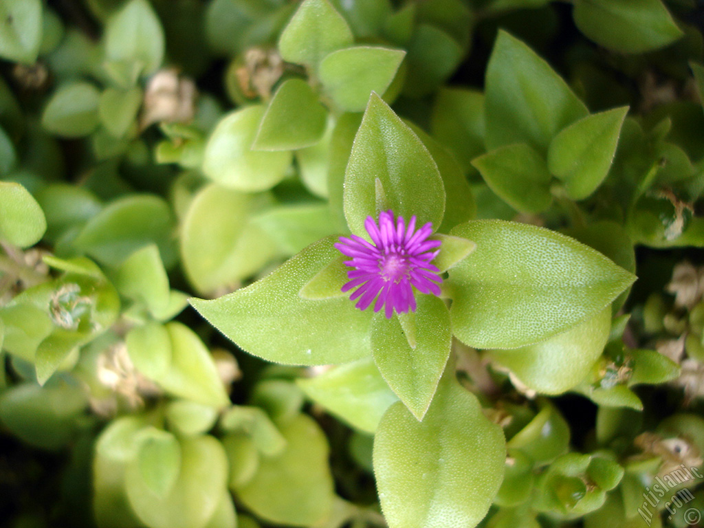 Heartleaf Iceplant -Baby Sun Rose, Rock rose- with pink flowers.
