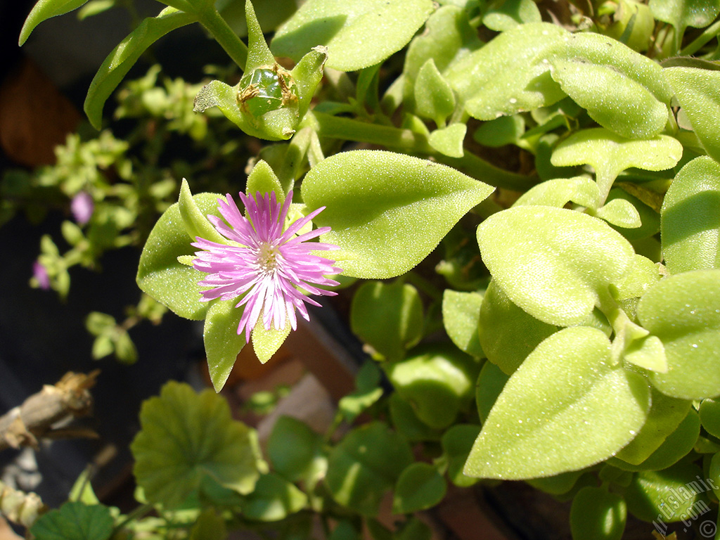 Heartleaf Iceplant -Baby Sun Rose, Rock rose- with pink flowers.
